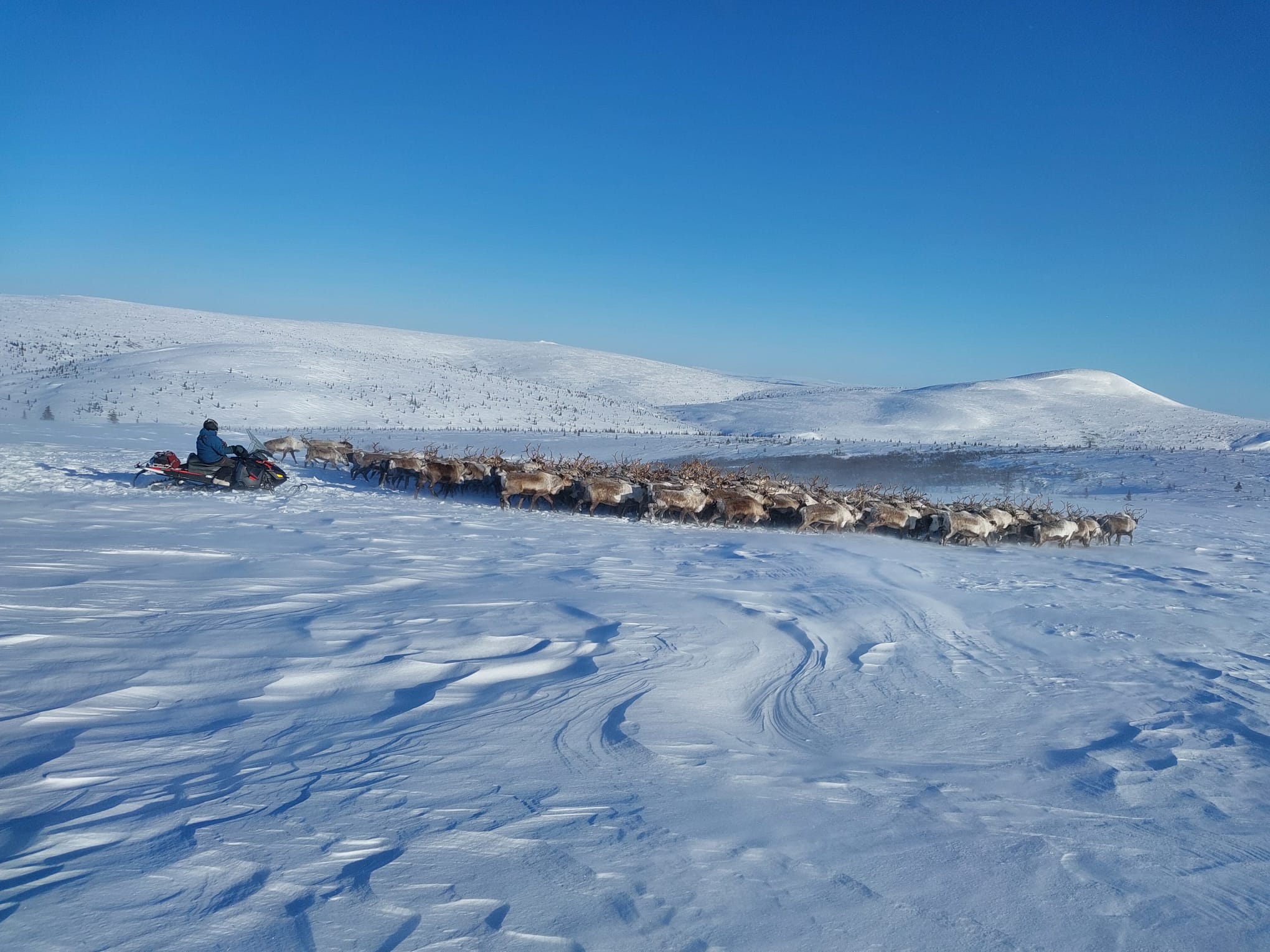 a person on an all terrain vehicle in the snow, hearding reindeer.