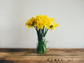 Jar of daffodils on wooden table