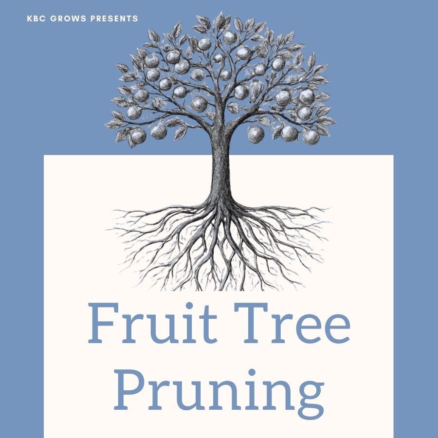 Fruit tree pruning graphic of a tree with fruit on branches and roots showing, 