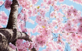 Pink cherry blossoms against a blue sky