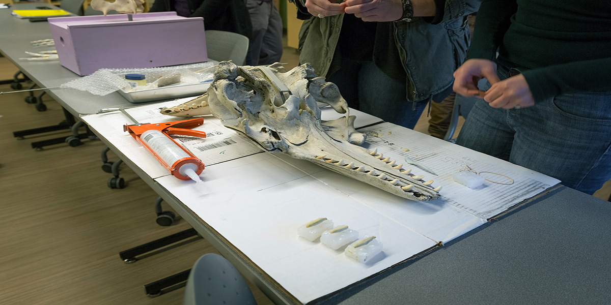 Large jaw bone laying a a table being examined by students. 
