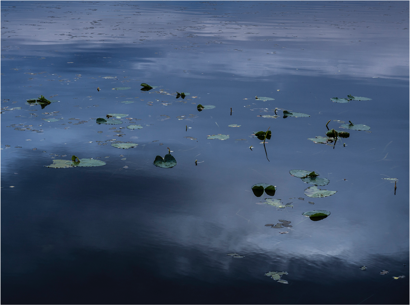 Rippled pond with lilly pads